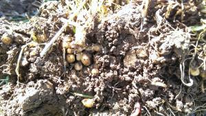 Lesser Cellandine roots and bulbs