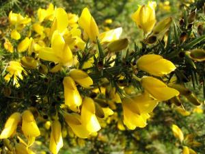 Gorse flowers and thorns