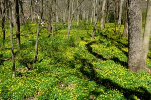 Lesser Cellandine growing crazy on a forest floor