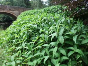 himalayan-knotweed-persicaria-wallichii-growing-on-banks-of-river-esk