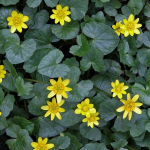 Lesser Cellandine flowering